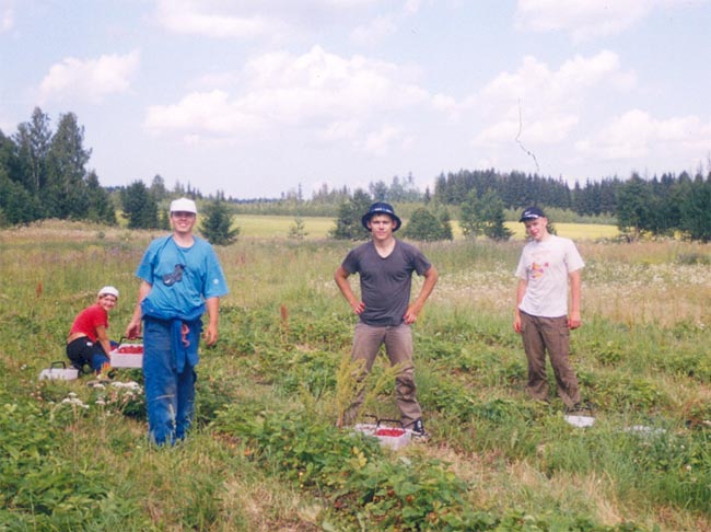 Сбор клубники в Финляндии, лето 2004! (щелкай чтобы увеличить)